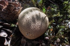 Vakjury-finalisten-09