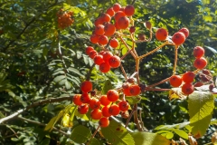 Vakjury-finalisten-18