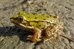 10-12-1e-resize-15-sept