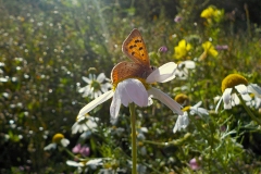 10-Tweede-plaats-Theun-de-Vriesskoale-100920