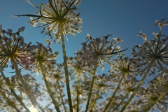 14-62-1e-resize-14-sept