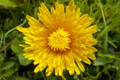 17-1-Derde-plaats-CBS-De-Bron-070920