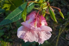 21-07-1e-resize-21-sept