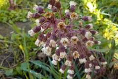 De-Twijne-KidzKlix-02