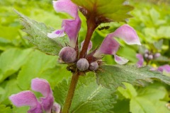 De-Twijne-KidzKlix-15