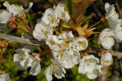 De-Twijne-KidzKlix-45