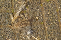 De-Twijne-KidzKlix-47