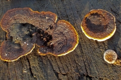 Donnerschool-de-Glind-KidzKlix-november-2020-01