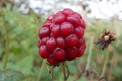 Donnerschool-de-Glind-KidzKlix-november-2020-08