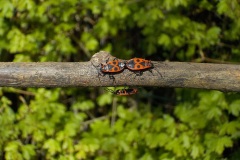 Nummer-2-fotograaf-3-9