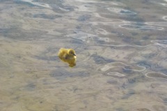 Johannes-Martinus-KidzKlix-01