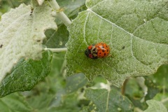 Johannes-Martinus-KidzKlix-08