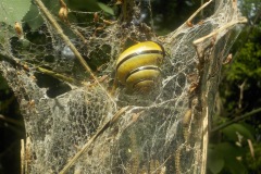 Johannes-Martinus-KidzKlix-13