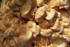 Petje-af-KidzKlix-winnaars-2020-002