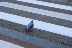 Petje-af-KidzKlix-winnaars-2020-004