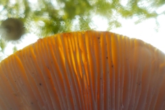 Petje-af-KidzKlix-winnaars-2020-007