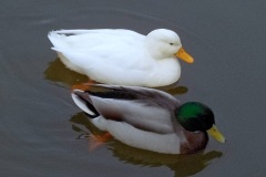 Petje-af-KidzKlix-winnaars-2020-011