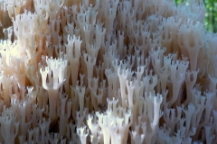 Petje-af-KidzKlix-winnaars-2020-013