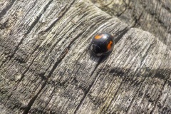 Selectie-Petje-af-2022-KidzKlix-11