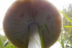 Winnaars Stad en Natuur najaar 2018-06