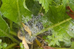 Winnaars Stad en Natuur najaar 2018-17