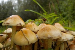 Winnaars-Stad-Natuur-KidzKlix-08