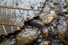 Winnaars-Stad-Natuur-KidzKlix-15