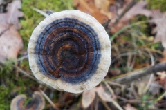 Verschoorschool-KidzKlix-01