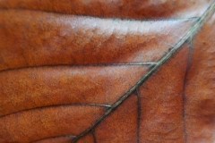 Verschoorschool-KidzKlix-05