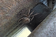 Winnaars-Antonius-Haarlem-KidzKlix-001