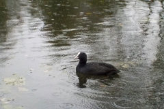 Winnaars-Antonius-Haarlem-KidzKlix-006