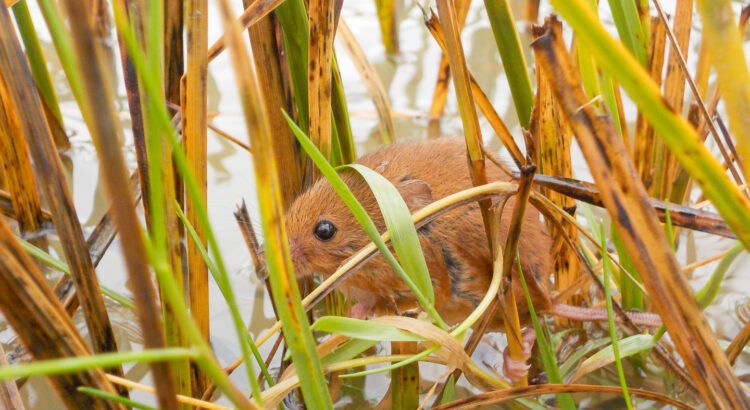 Veldmuis