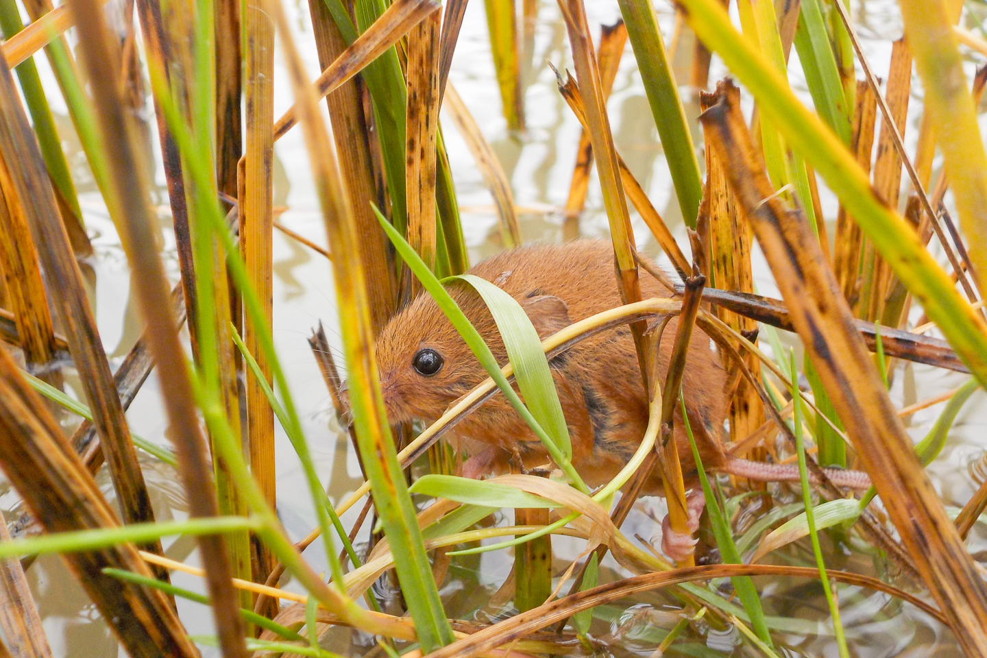 Veldmuis